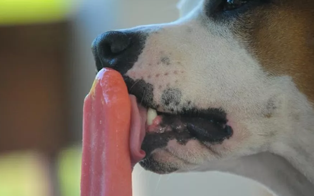 Como refrescar seu pet no calor: receitas fáceis de picolé caseiro para cães e gatos