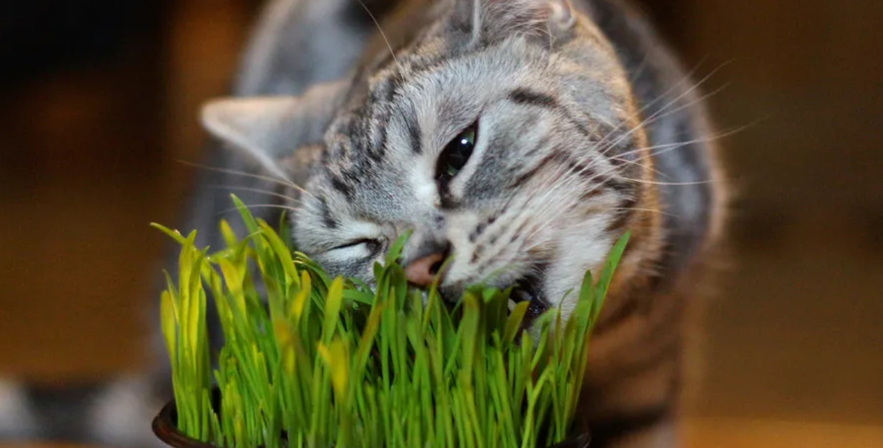 Como plantar graminha para gato em casa: Um cantinho verde para enriquecer a rotina do seu felino