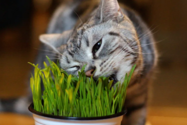 Como plantar graminha para gato em casa: Um cantinho verde para enriquecer a rotina do seu felino
