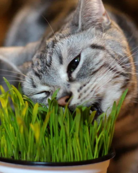Como plantar graminha para gato em casa: Um cantinho verde para enriquecer a rotina do seu felino
