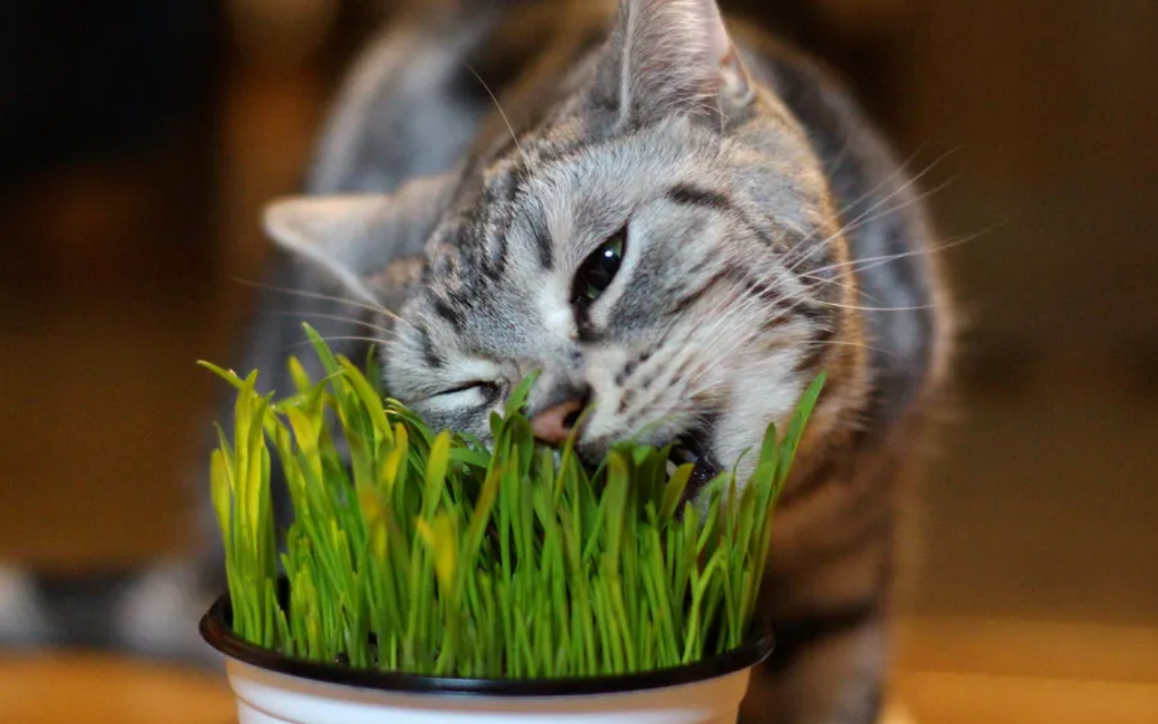 Como plantar graminha para gato em casa: Um cantinho verde para enriquecer a rotina do seu felino